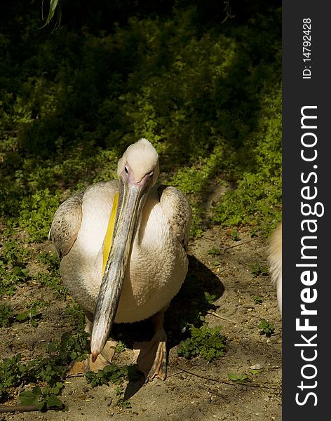 A Pelican in nature background