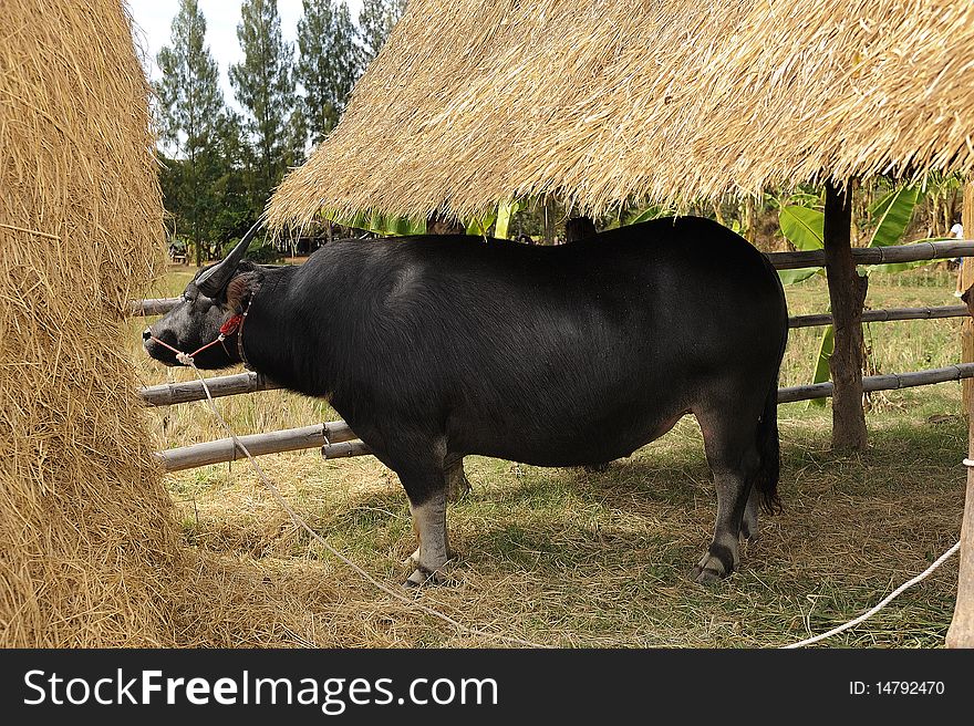 Buffalo in farm form Thailand.