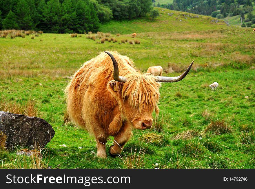 Scottish buffalo, highlander on the field