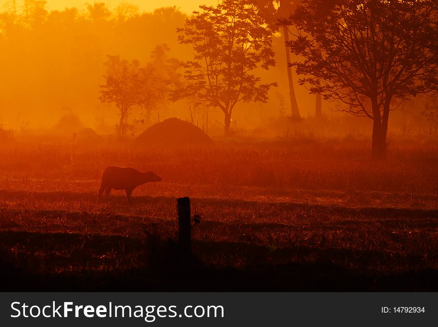 On the morning in thai country. On the morning in thai country