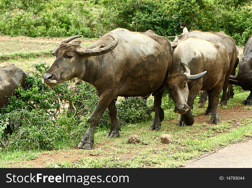Vietnam Buffalos 1