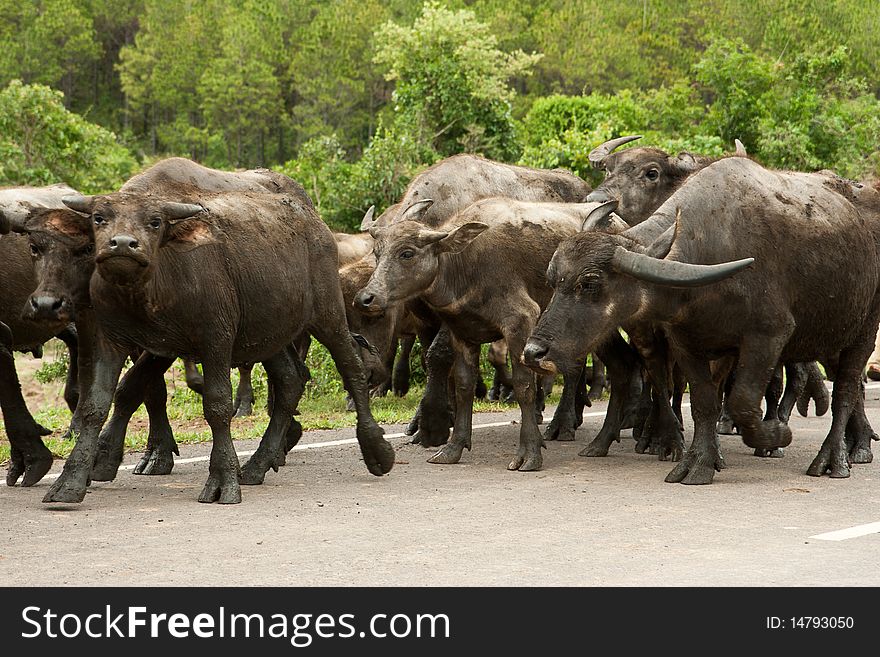 Vietnam buffalos is walking on road. Vietnam buffalos is walking on road
