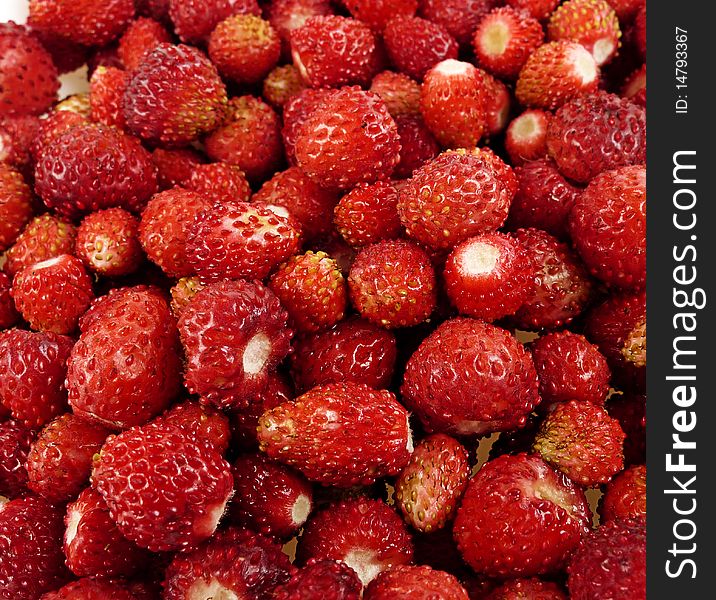 Wild forest strawberry close up. Wild forest strawberry close up