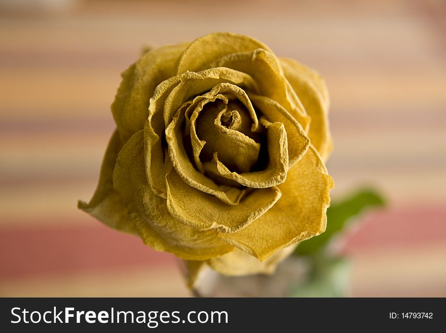 Beautiful dry yellow rose on the pink background. Beautiful dry yellow rose on the pink background