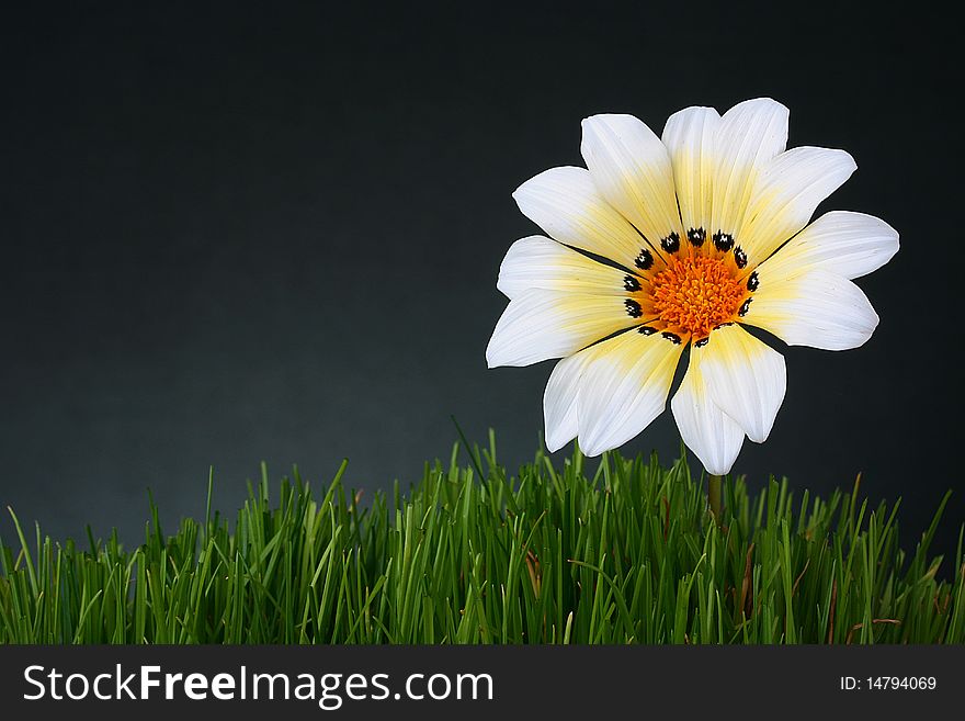 Flower with white-yellow petals in a grass on darkly grey background.