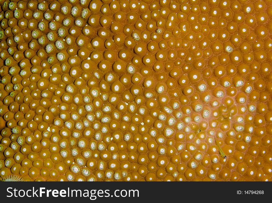 Red Coral on a reef in the Caribbean Sea