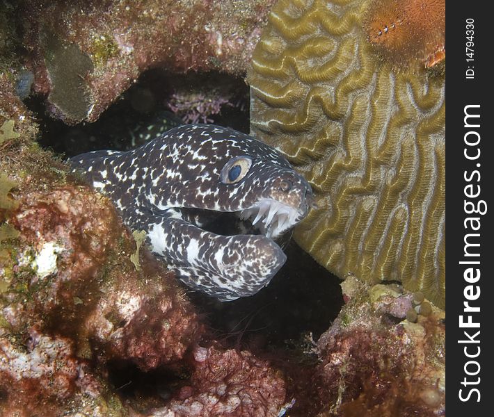 Spotted Moray Eel Close-up in the Caribbean Sea