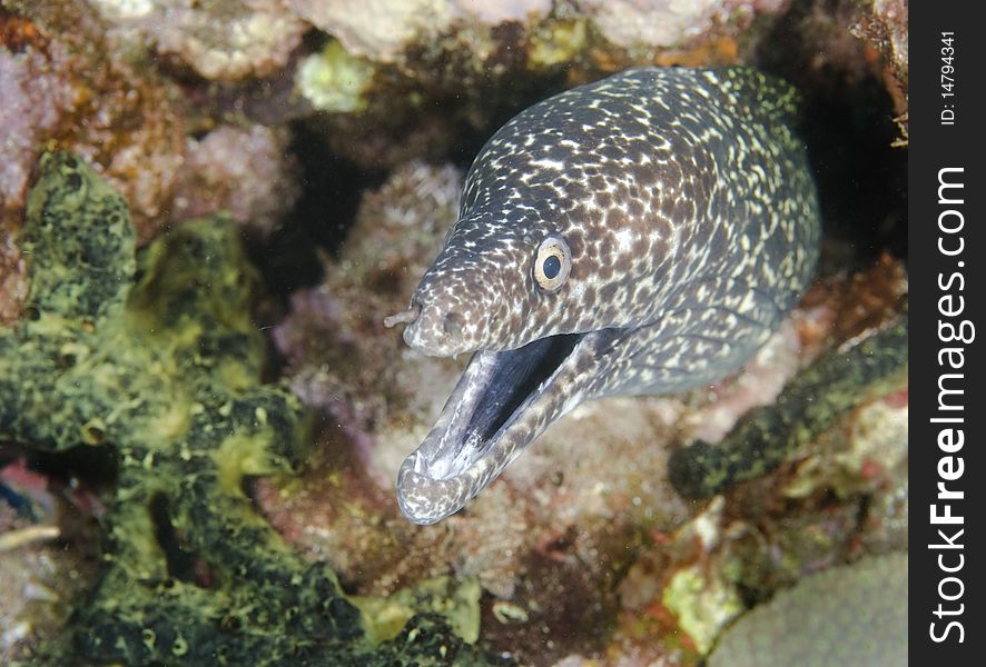 Spotted Moray Eel Close-up in the Caribbean Sea