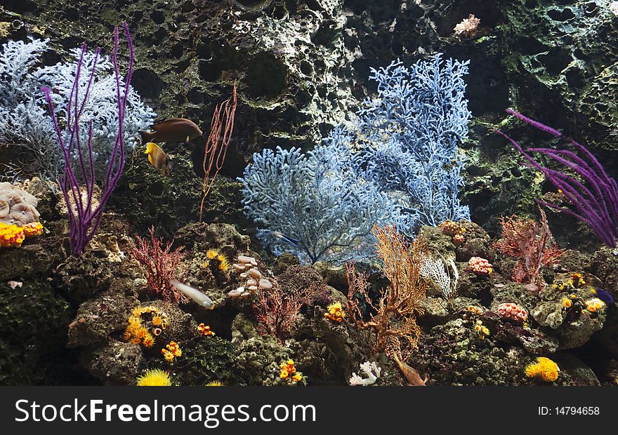 Seascape of colorful coral and reef