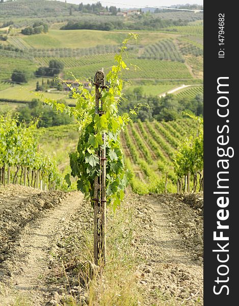 Chianti's vineyard on the hills between Florence and Siena (Tuscany - Italy)