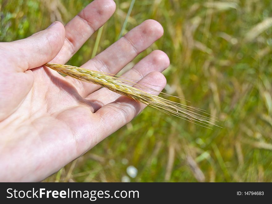 Wheat ear