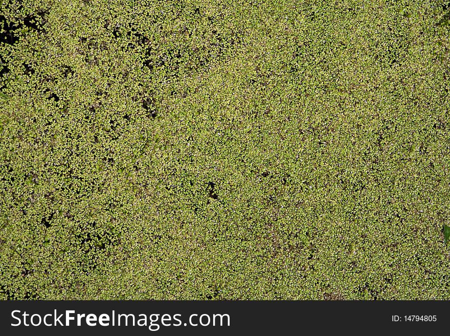 The surface of the old marsh pond with duckweed and rushes. Texture, background. The surface of the old marsh pond with duckweed and rushes. Texture, background