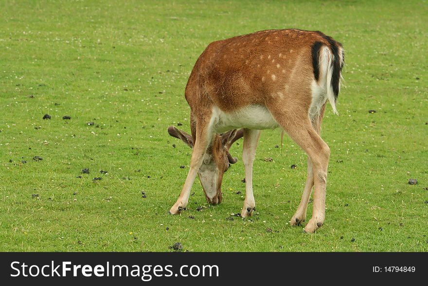 Close up of young deer feeding from the rear with copy space