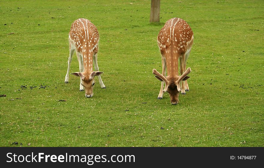 Close up of Two Young Deer feeding on grass. Close up of Two Young Deer feeding on grass.