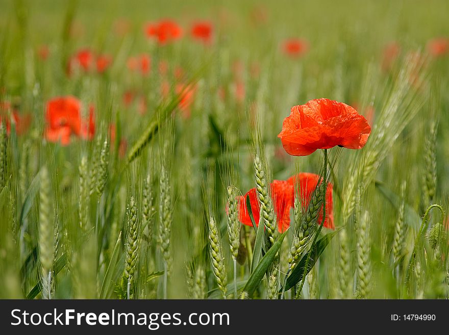 Red poppies on the field, horizontal composition, selective focus