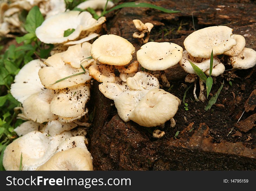 Wild mushrooms poping out every where after numerous wet and humid days of showers