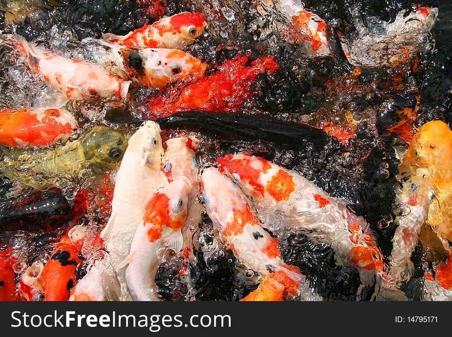 Japanese carp/Koi in pond