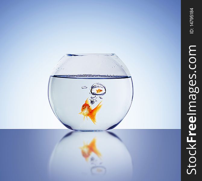 Goldfish swim in an aquarium with water.