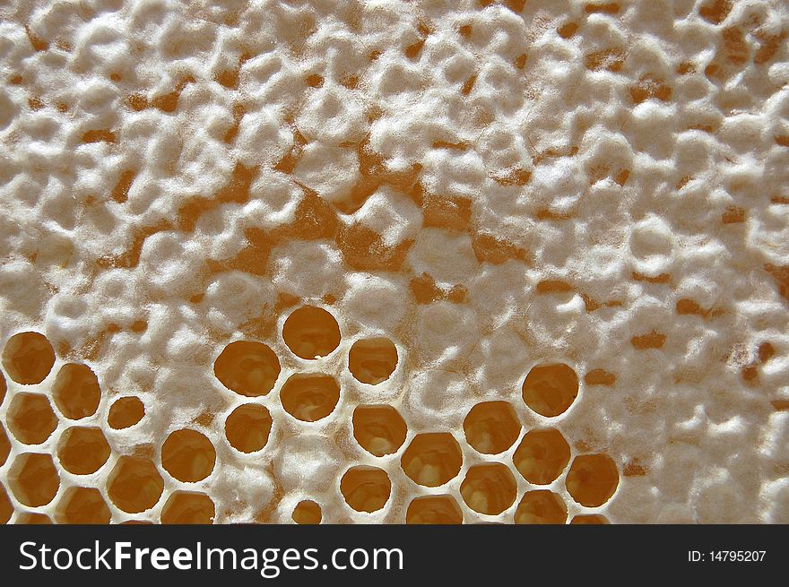 Honeycomb filled with honey mostly stuck with beeswax