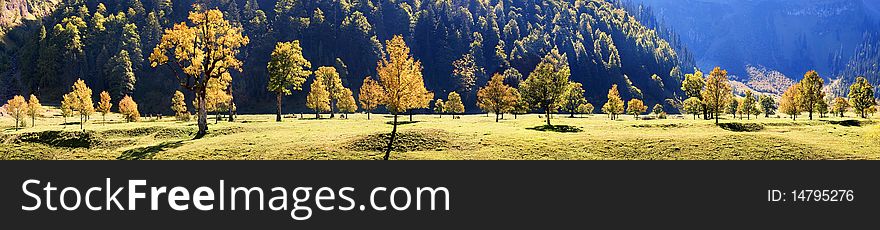Autumn with multicolored maple trees in the Karwendel, Tirol, Austria, Europe