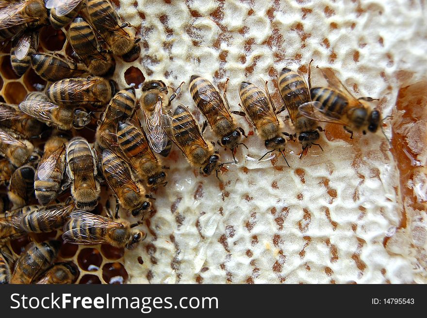 Bees On Honeycomb