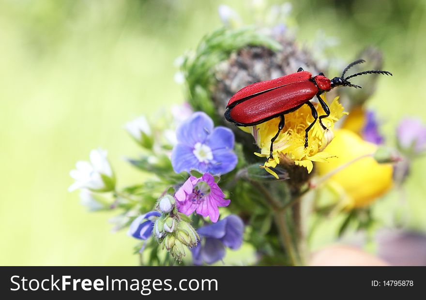 Red beetle in wild flowers