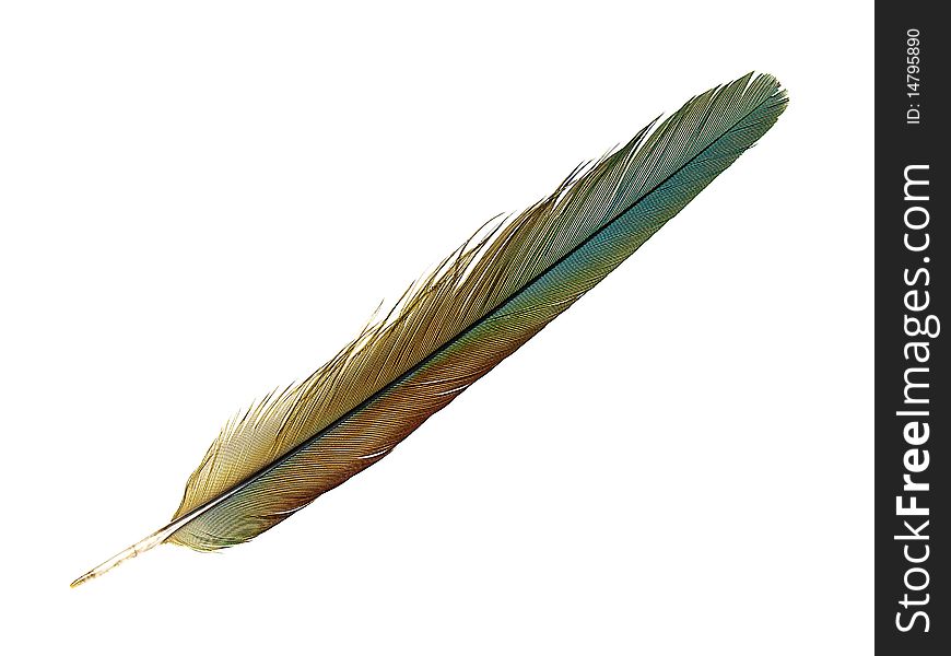 Brown blue parrot feather isolated