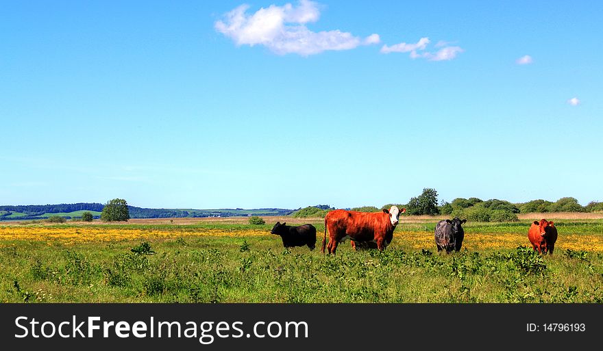 Cows on the meadow in a lovely summer day