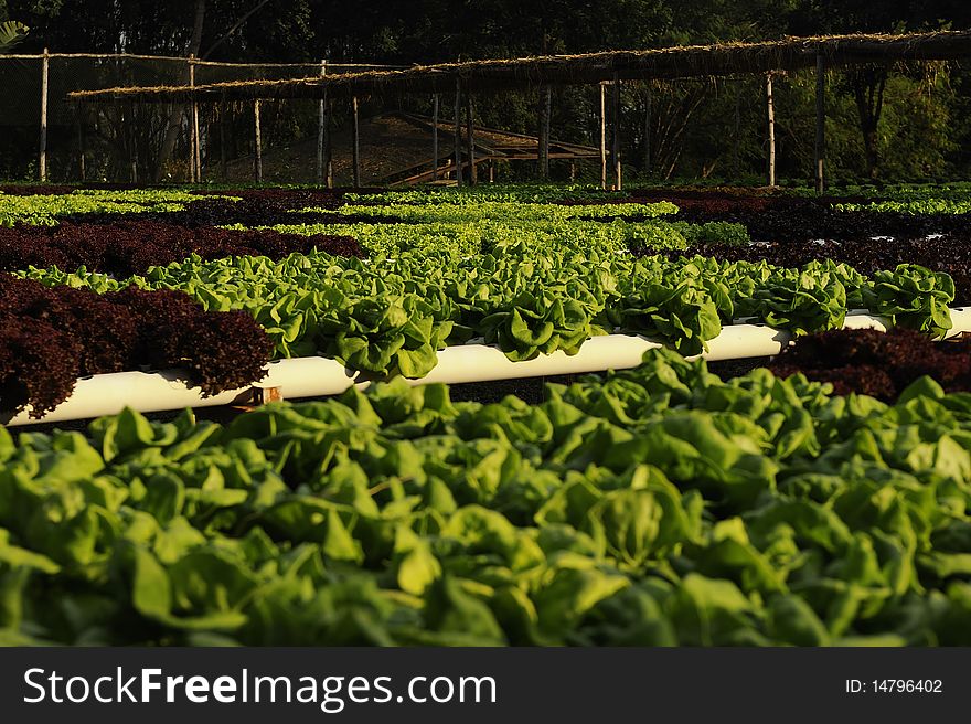 Hydroponics vegetable from farm in Thailand.