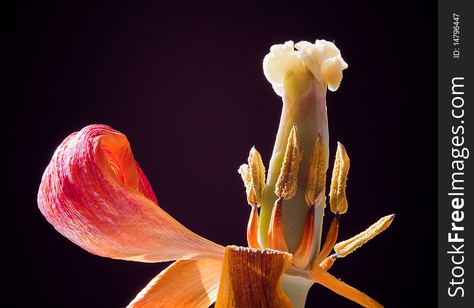 The end of a tulip, close up, isolated with black background. The end of a tulip, close up, isolated with black background.