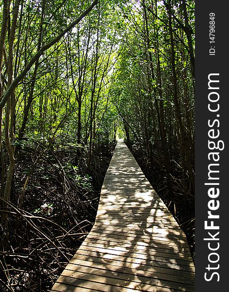 Walkway Of Mangrove Forest
