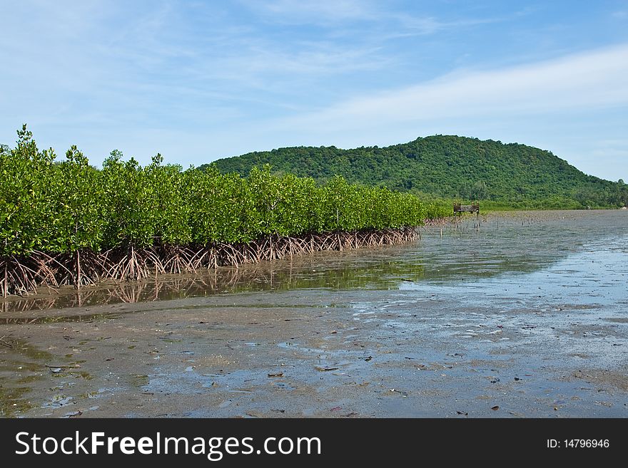 Mangrove in eastern of thailand. Mangrove in eastern of thailand