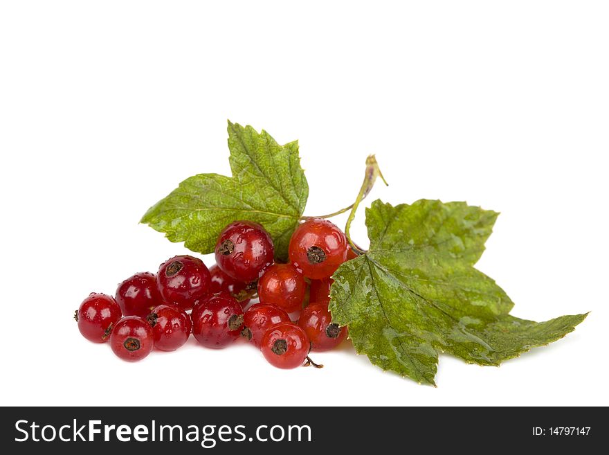 Red currant with drops of water isolated on white background