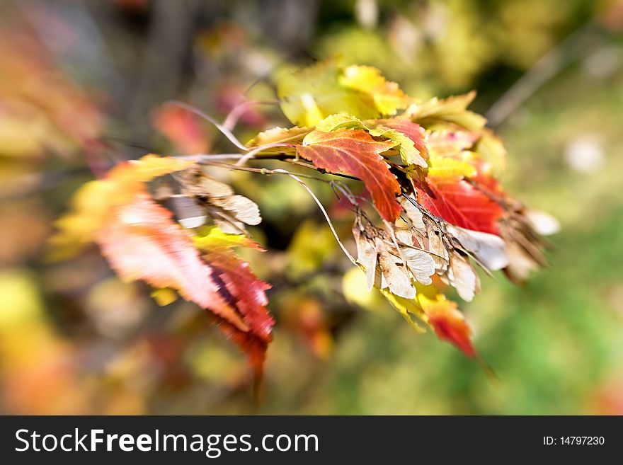 Background of colorful autumn maple leaves and seeds. Picture made with special lens. Background of colorful autumn maple leaves and seeds. Picture made with special lens