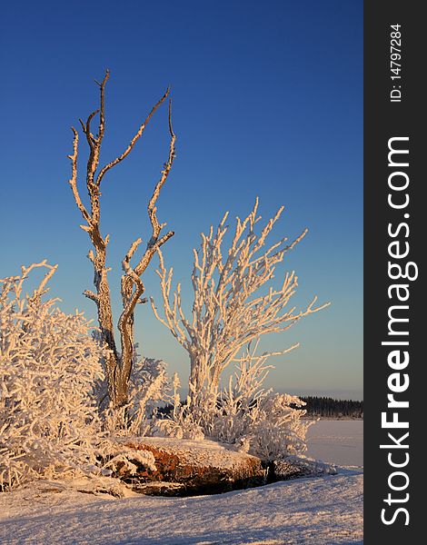 Winter landscape with frost trees in sunny day