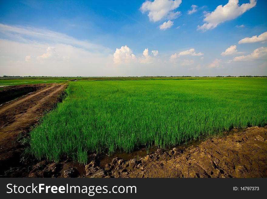 Rice Grass in the blue sky