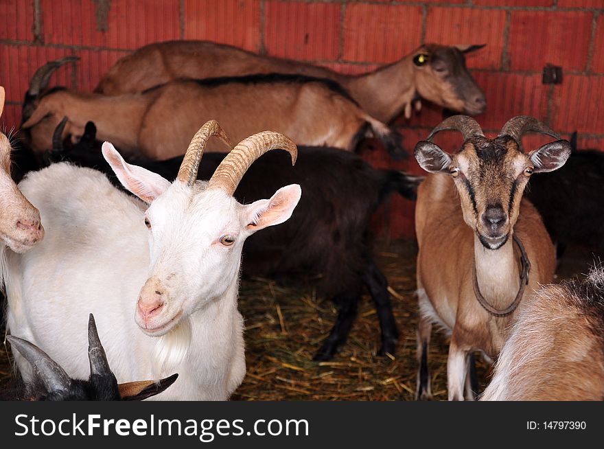 A flock of goats on the farm