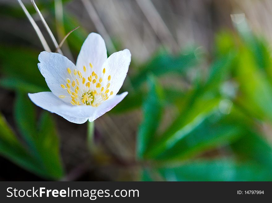 Wood anemone on spring meadow