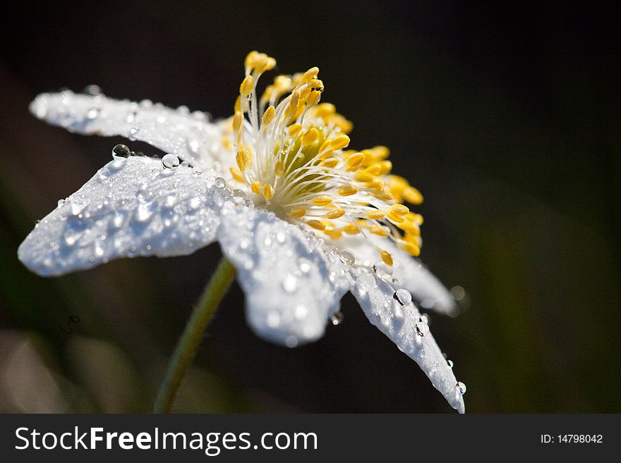 Close up at Wood anemone on spring meadow