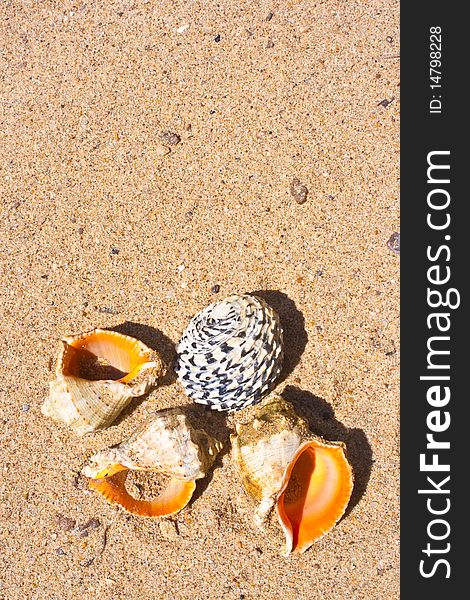 Cockleshells lying on the sand shined with the sun. Cockleshells lying on the sand shined with the sun