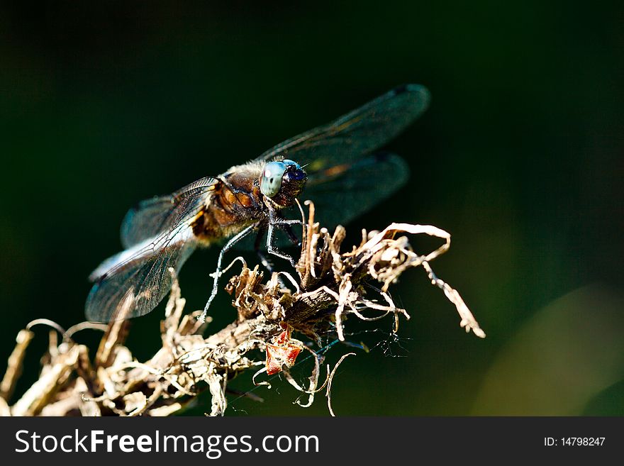 Resting dragonfly at sunny summer day