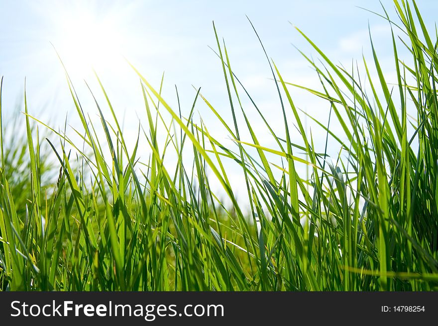 Green meadow in summer sun rays