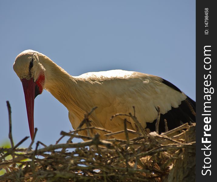 A female Stork has a caring eye on her eggs at the Aiguamolls del Emporda nature reserve in northeast Spain. A female Stork has a caring eye on her eggs at the Aiguamolls del Emporda nature reserve in northeast Spain.