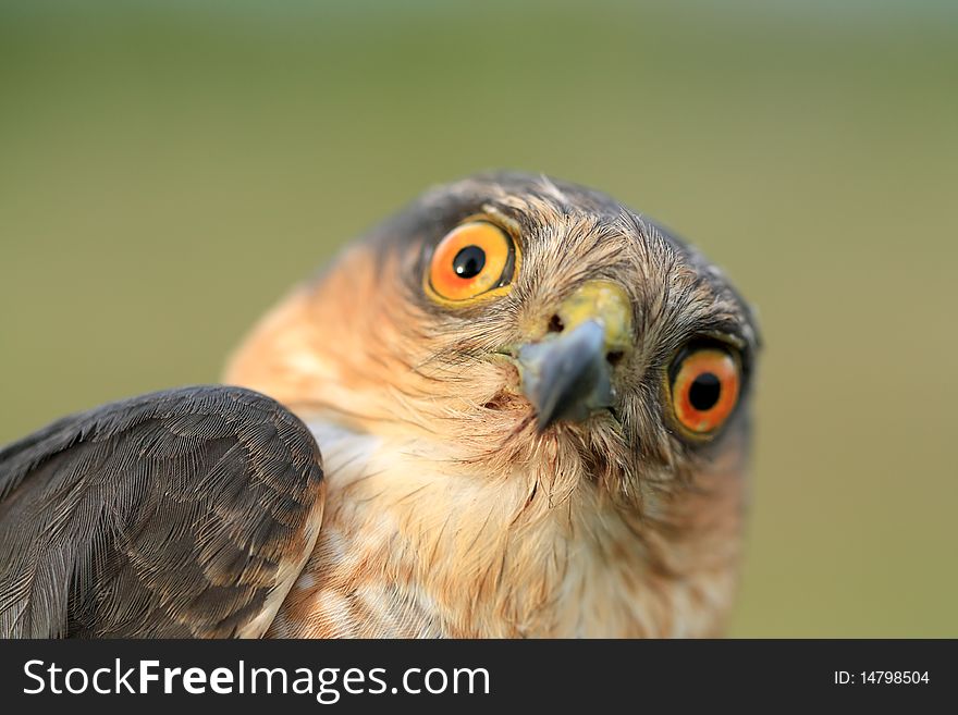 The portrait of sparrow-hawk close-up. The portrait of sparrow-hawk close-up.