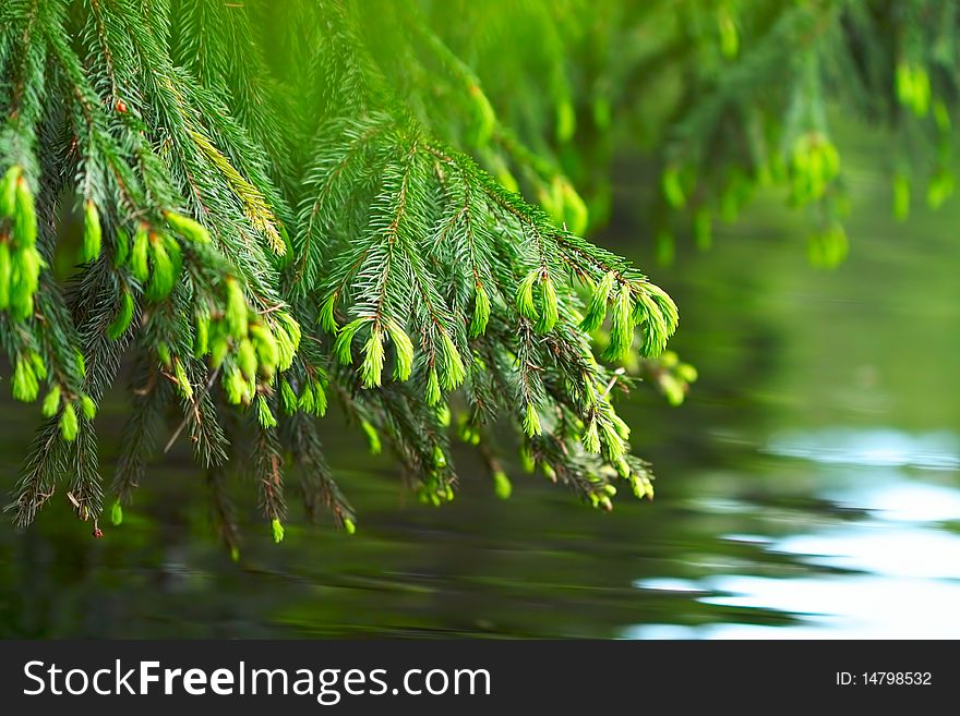 The branch of the fir over water. The branch of the fir over water.
