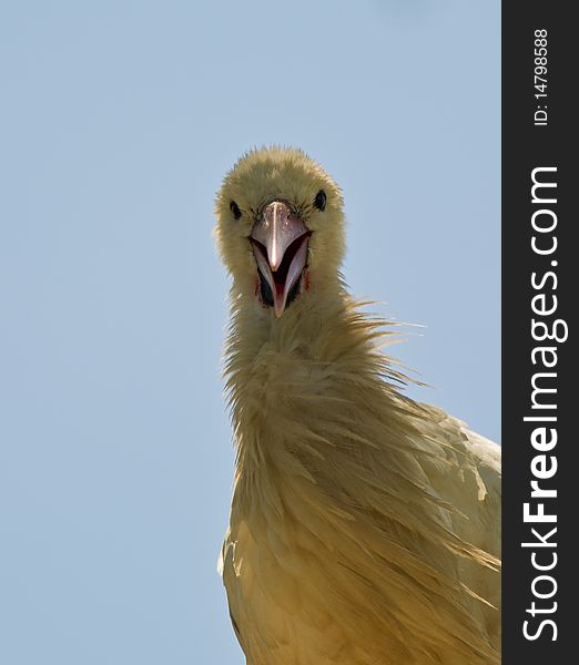 Juvenile Ugly Stork