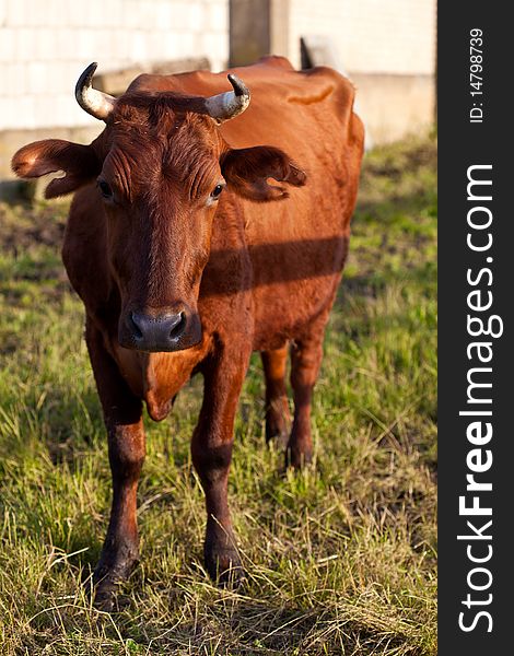 Brown cow on pasture on a sunny day