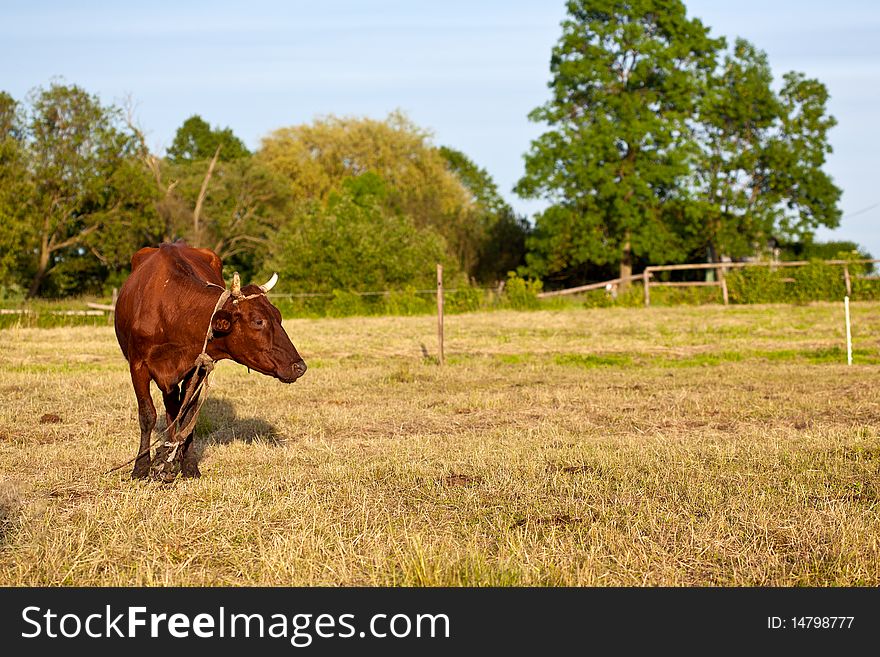 Brown Cow