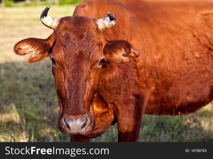 Brown cow on pasture on a sunny day