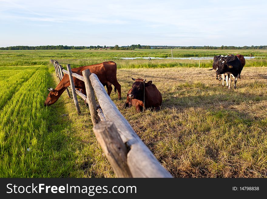 Cow and fresh grass